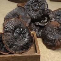 Extrait de Reishi biologique de Ganoderma lucidum noir pur en vrac de qualité supérieure Extrait de champignon Reishi