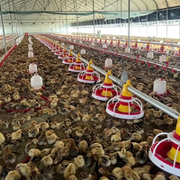 Nouveau système d'élevage au sol pour poulets de chair et pondeuses, avec alimentation et abreuvement entièrement automatiques pour l'aviculture