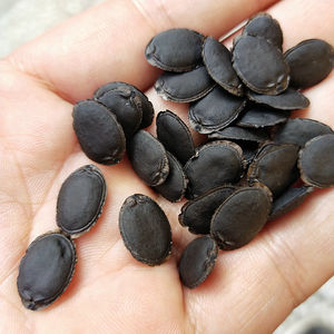 <span class=keywords><strong>Semillas</strong></span> de <span class=keywords><strong>Luffa</strong></span> Naturales Si Gua Zi, <span class=keywords><strong>Semillas</strong></span> de Loofa Crudas Maduras en Venta - Product Image 4