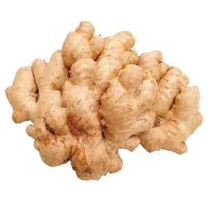 Jengibre fresco amarillo brillante de China 150g-300g para exportación con plantación de granja natural pura de buena calidad sin aditivos