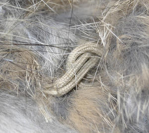 YR252 podría ser un chaleco de piel de punto de conejo personalizado con chaleco de piel de mapache muchos colores de alta calidad - Product Image 6