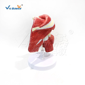 VIC0411 Modèle d'organe supérieur avec muscles profonds, Modèle médical humain - Product Image 3