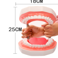 Tondeuse 6 fois élargie pour implant dentaire modèle de laboratoire dentaire modèle dentaire modèle dentaire