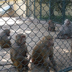 Industry Standard Metal Wire Chain Link Farm <b>Fence</b> Farm Horse Paddock <b>Fence</b> Ranches Rail Driveway Fencing <b>Diamond</b> <b>Mesh</b> - Product Image 1