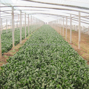 BRC HACCP Certificado Chopped 1cm 3-5cm Branqueado IQF Congelado Folha De Espinafre Cortada Legumes Congelados - Product Image 2