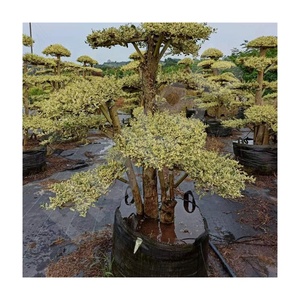 HOKBG Vente en gros pour l'agriculture en plein air 45 50 60 200 gallons grand sac de culture de plantes noires en PP tissé pour <span class=keywords><strong>espalier</strong></span>-cloud - Product Image 1