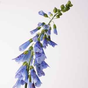 Fiori Artificiali di <span class=keywords><strong>Digitalis</strong></span> Realistici in Lattice Fatti a Mano per Matrimoni, Halloween e Decorazioni Murali - Festa della Mamma - Product Image 6