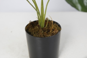 Venta al por mayor Monstera <span class=keywords><strong>plantas</strong></span> tamaño pequeño Artificial arbustos <span class=keywords><strong>plantas</strong></span> en macetas <span class=keywords><strong>plantas</strong></span> <span class=keywords><strong>artificiales</strong></span> casa estante de escritorio decoración de la Mesa - Product Image 5