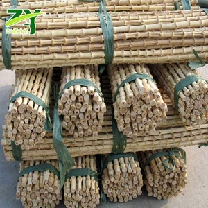 Bastones <span class=keywords><strong>de</strong></span> raíz <span class=keywords><strong>de</strong></span> <span class=keywords><strong>bambú</strong></span> rectos Whangee para bastón y asas <span class=keywords><strong>de</strong></span> bolsa Materias primas naturales - Product Image 5