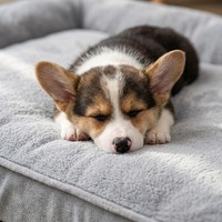 Matelas de voyage pour chien 11 cm à ressorts ensachés, tissu matelassé, soutien robuste, confort, rafraîchissant, silicone interactif