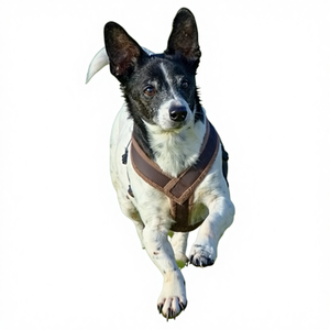 Arnés para Perro - Forrado de Lana - Avellana/Marrón - Product Image 1