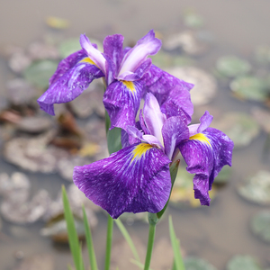 Iris japonaise 'Ina Arasi' - une <span class=keywords><strong>plante</strong></span> aquatique adaptée aux bassins de jardin et aux serres - Iris japonaise - Product Image 1