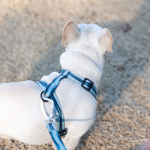 Laisse pour chien en <span class=keywords><strong>jacquard</strong></span>, avec <span class=keywords><strong>quincaillerie</strong></span> en alliage de zinc durable, laisse de promenade pour animaux de compagnie - Product Image 4