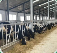 Équipement d'élevage laitier : Serre-tête pour bovins, Pince <span class=keywords><strong>de</strong></span> col pour vaches, Équipement <span class=keywords><strong>de</strong></span> manipulation du bétail, Étrangleur <span class=keywords><strong>de</strong></span> bétail, Outils pour laiteries - Product Image 2