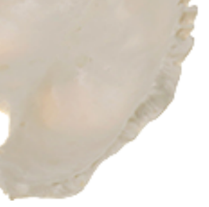 Maniquí de PVC de alta calidad, 1 pieza, modelo occipital de tamaño real, superventas, modelo de enseñanza médica - Product Image 4