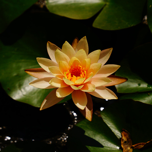 Nymphaea 'La Luna' - Pianta Acquatica Adatta per Laghetti <span class=keywords><strong>da</strong></span> Giardino e Serre - Ninfea 'La Luna' - Product Image 5