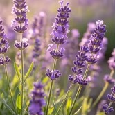 Lavanda
