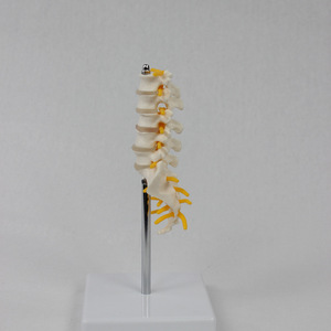 Modèle de colonne vertébrale lombaire et de sacrum en cinq sections de taille moyenne ; modèle de squelette humain pour l'enseignement. - Product Image 1