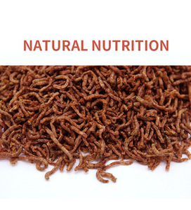 Vers de sang 100% naturels séchés au congélateur - Product Image 5