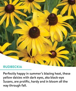 Mélange de coupe de truies de fleurs sauvages sans OGM 15 variétés de fleurs sauvages <span class=keywords><strong>vivaces</strong></span> pour pots de fleurs jardinières en vrac <span class=keywords><strong>avec</strong></span> fleurs artificielles - Product Image 4