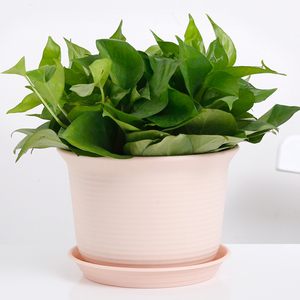 Pots de jardinage en plastique PP durables et écologiques en gros, pots à bonsaï, pots à fleurs, jardinières pour plantes succulentes, style classique avec <span class=keywords><strong>soucoupe</strong></span> - Product Image 4