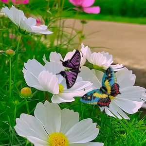 مجموعة أيقونة حية من المعادن فراشة النحت حديقة حديقة المعادن الفن الديكور - Product Image 5