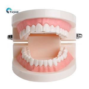 Modèle de cavité buccale en résine pour les dents dentaires, la maternelle et la brosse à dents pour les écoles et les sciences médicales. - Product Image 1
