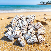 Coquillages naturels authentiques Conus Ebraeus en gros - Coquillages hébreux Conus Ebraeus - Véritables coquillages pour bijoux DIY Hawaï