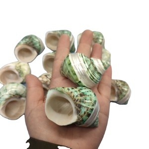 Coquille d'escargot naturelle décorative, coquille de conque à vendre-bon <span class=keywords><strong>prix</strong></span> pour l'artisanat, les bijoux, la décoration, <span class=keywords><strong>le</strong></span> cadeau - Product Image 1
