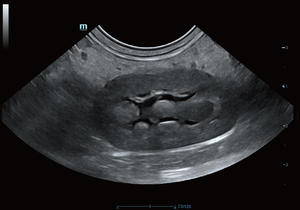 Ecógrafo Veterinario Mindray Vetus 5 con Doppler Color, Imágenes HD, Certificado CE, 1 Año de Garantía - Product Image 4