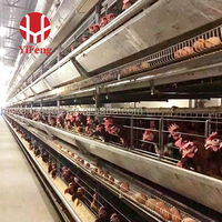 Cage à poulets de chair de type H, cage en batterie pour poulets de chair, 3 niveaux, avec plancher à lattes en plastique, alimentation et abreuvement automatiques, et système de collecte des excréments. Vente en gros.