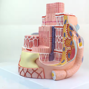 Équipement d'enseignement des sciences médicalesModèle de microanatomie de fibre musculaire <span class=keywords><strong>squelettique</strong></span> modèle de squelette humain modèle de muscle - Product Image 2