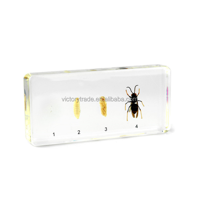 V-DS009 оптовая продажа жизненный цикл Hornet высокая проницаемость акриловой смолы образца для биологической обучения