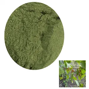 100% poudre de feuille d'Actinidia polygama sec biologique Matatabi Silvervine poudre de feuilles pour chat et animal de compagnie