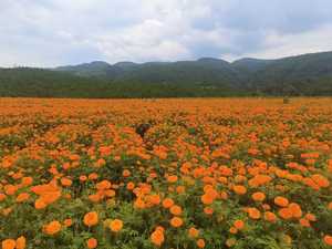 マリーゴールドエキスゼアキサンチンルテイン粉末 - Product Image 3