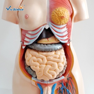 Unisex 85CM Anatomical <strong>Model</strong> of the Human Torso 23 Parts PVC Half Body Training <strong>Model</strong> Sexless for Medical <strong>Science</strong> - Product Image 5