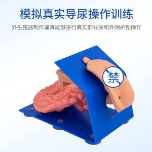 Modèle avancé de cathétérisme féminin, module d'opération de soins vulvaux, modèle réaliste d'entraînement à la pratique du cathétérisme. - Product Image 3