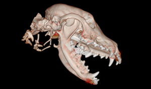 Équipement médical EURVET, système de tomodensitométrie numérique de diagnostic à 16, 24, 32, 64 coupes, scanner CT médical - Product Image 5