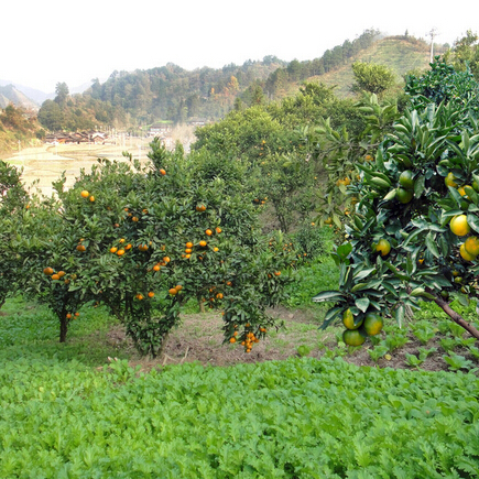 Антиклещевые пестициды, натуральные и высококачественные агрохимические продукты, контроль красных пауков