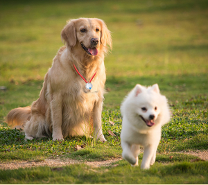 חמוד לכפה צבעוני renestone בלינג תג כלב חרוט סיבוב זהב עשוי סגסוגת אבץ עם קישוט צעיף - Product Image 6