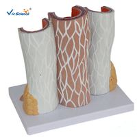 Modèle de PVC de tissu humain Structure stéréoscopique artérielle modèle éducatif de Science médicale anatomique pour le corps humain