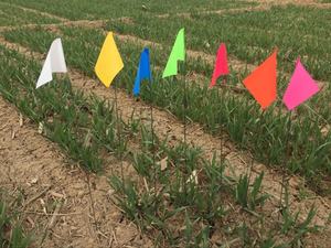 Drapeaux de fil d'arpentage imprimés personnalisés, 4x5 pouces, pièces - Product Image 6