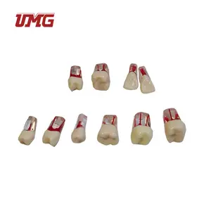 Austauschbare Ersatz zahn modell zubehör Zahnmedizin ische Lehrmittel Ersetzen Sie die Zähne für UM-L1