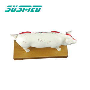 สถาบันวิจัยสัตว์เลี้ยงในโรงพยาบาลสัตว์ใช้แบบจำลองทางกายวิภาคของหมูจุดฝังเข็มและโครงสร้างทางกายวิภาค - Product Image 4