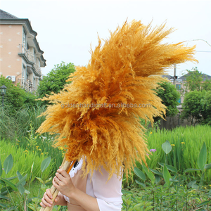 QSLH-568 migliore vendita di grandi dimensioni fiore secco erba naturale pampa Reed fiore nero pampa erba vera e soffice pampa conservata - Product Image 3