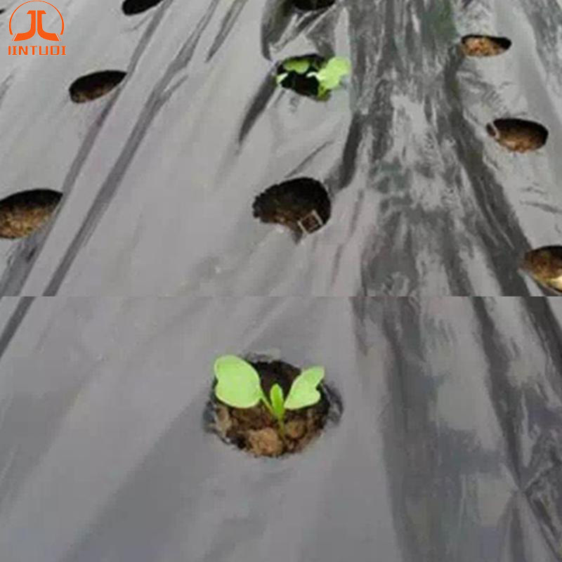 Agriculture Plastic Woven PP Greenhouse Anti
