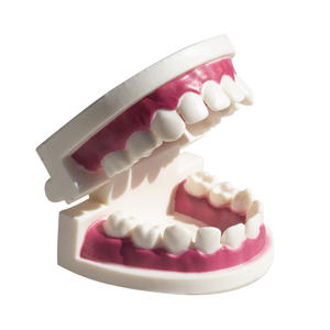 Equipo y Accesorios de Terapia Oral, Modelo Dental de Resina, Modelo de Práctica de Dentadura, Modelo de Dientes con Espacio para Práctica Dental - Product Image 2