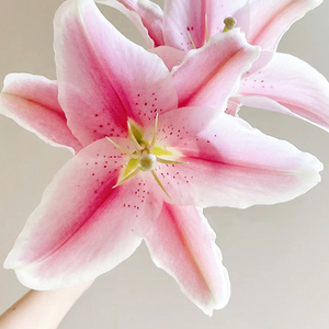 Lys de la <span class=keywords><strong>Sorbonne</strong></span> de qualité supérieure - Rose et blanc pour bouquets - Product Image 4