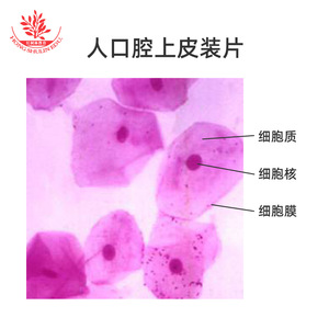 Sections biologiques de l'épithélium muqueux oral, objectifs biologiques, sections expérimentales et lamelles microscopiques sont facilement utilisables. - Product Image 4