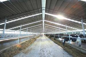 Structure <span class=keywords><strong>en</strong></span> acier léger robuste à installation facile, modèle personnalisé pour fermes avicoles/laitières, hangars à vaches, soudage et découpe - Product Image 5